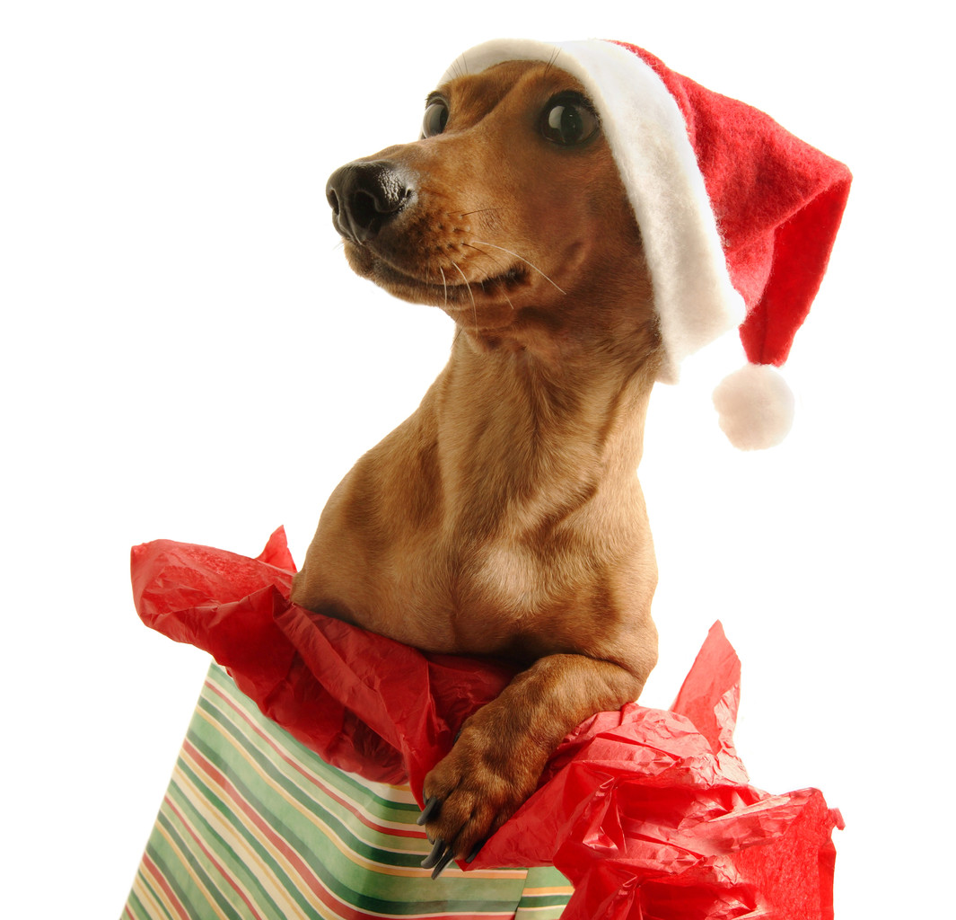 free christmas clip art with dogs - photo #38